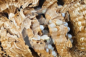 ravaged nest of hornets, honeycombs and larvae of hornets wasps