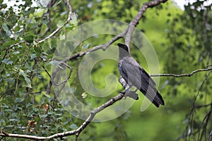 Crow on birch tree branch