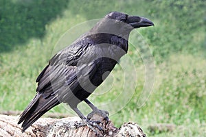 Raven