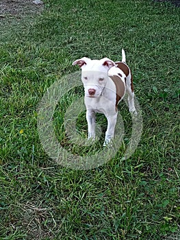 Raven 3 month american rednose frenchie