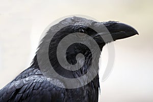 Raven