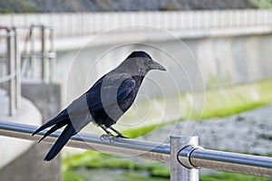 Raven At Back Beach - Lyme Regis