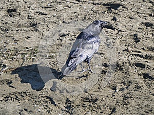 Raven on the beach. The washing waves of the Pacific ocean.