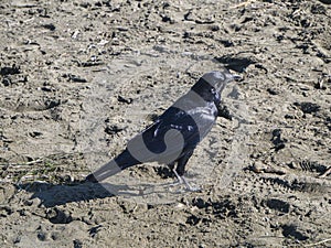 Raven on the beach. The washing waves of the Pacific ocean.