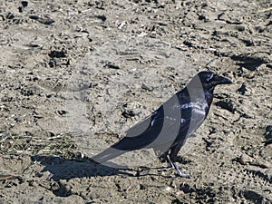 Raven on the beach. The washing waves of the Pacific ocean.