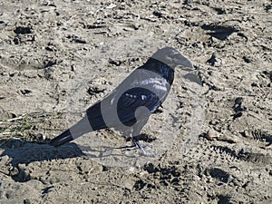 Raven on the beach. The washing waves of the Pacific ocean.