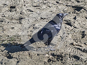 Raven on the beach. The washing waves of the Pacific ocean.