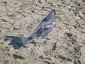 Raven on the beach. The washing waves of the Pacific ocean.