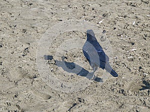 Raven on the beach. The washing waves of the Pacific ocean.