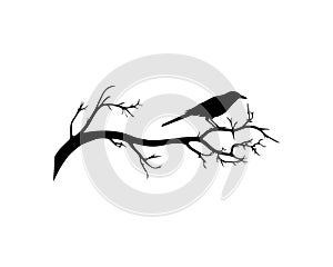 Raven bird on branch, vector