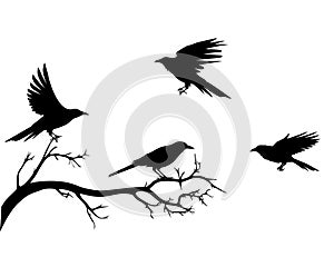 Raven bird on branch, vector