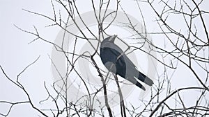 Raven bird corbie sitting on a branch of strong wind, dry tree