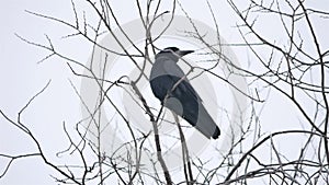 Raven bird corbie sitting on a branch of a strong wind, dry tree