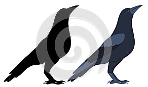 Raven, bird flat design ,isolated