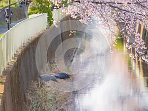 Raven bird flying and the Cherry Blossom trees