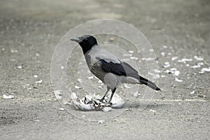 Raven bird with food