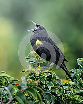 a raven bird with it's beak open standing on a branch