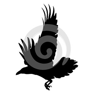 Raven bird vector eps Hand drawn, Vector, Eps, Logo, Icon, crafteroks, silhouette Illustration for different uses