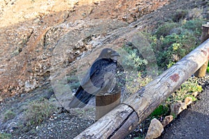 Raven bird at viewpoint mirador astronomico de Sicasumbre between Pajara and La Pared   on canary island Fuerteventura