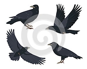 Raven birds set. Black ravens in different poses isolated