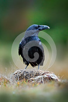 Raven, black bird with dead hare on the road, animal behavior in nature habitat, dark green forest in the background. Wildlife