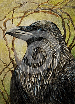 Raven or black crow