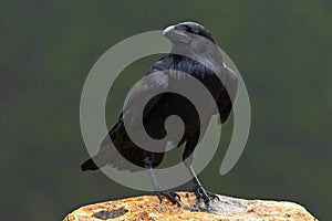 Raven, black forest bird, sitting on the stone, dark rainy day, nature habitat
