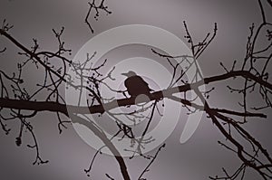 Raven on a branch at night