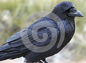 Raven, Canyonlands National Park