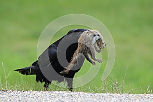 Raven with captured Columbia Ground Squirrel Canada