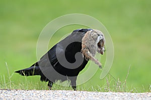 Raven with captured Columbia Ground Squirrel Canada