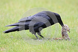 Raven with captured Columbia Ground Squirrel Canada