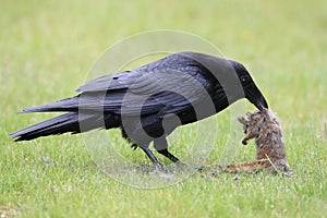 Raven with captured Columbia Ground Squirrel Canada