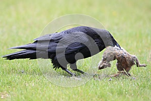 Raven with captured Columbia Ground Squirrel Canada