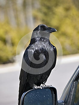 Raven on Car Mirror