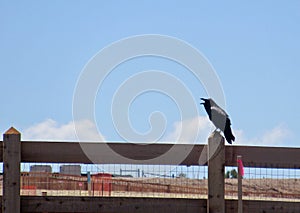 Raven cawing on fence post