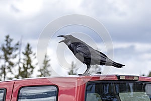 Raven caws on top of a vehicle