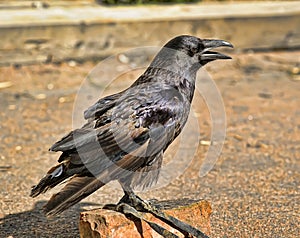 Raven Closeup