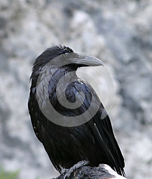 Raven Closeup