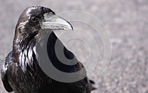 Raven Closeup photo