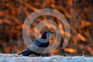 Raven, cold winter with rime, orange evening in the forest trees, Bieszczadzki Park Narodowy, Poland in Europe. Black bird with photo