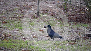 A raven comes with a nut in its beak