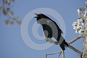 Raven, Corvus corax