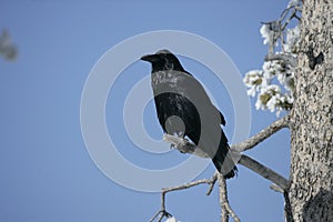 Raven, Corvus corax