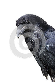 Raven (Corvus corax)