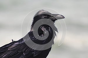 Raven (Corvus corax)