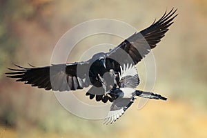 Raven Corvus corax attacks a magpie pica pica in flight