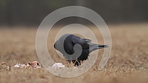 Raven (Corvus corax) eats carrion