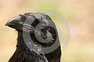 Raven - Corvus corax, eyes, head and beak