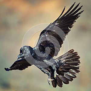 Raven Corvus corax in flight
